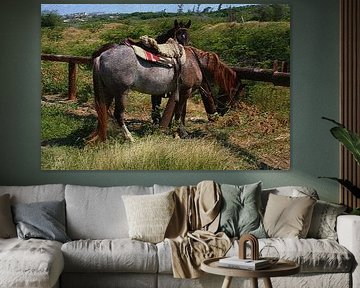 Grazende Paarden. by Humphrey Janga