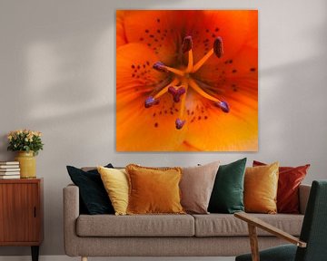 Orange Lily von HCR Fotografie