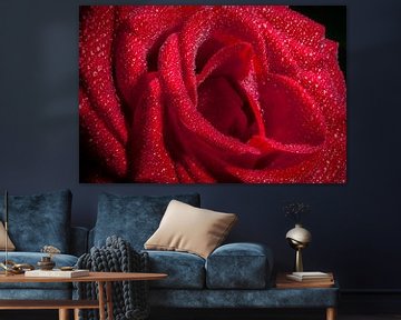 Rode roos met regendruppels van HCR Fotografie