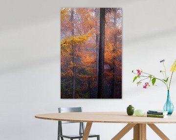 Autumn colours by Ton Drijfhamer