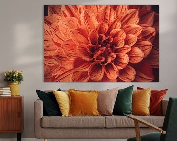 Oranje dahlia vol in beeld van Stedom Fotografie