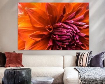 Prachtige kleurrijke dahlia van Stedom Fotografie