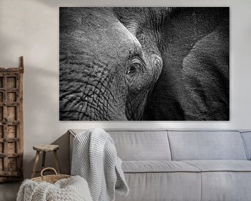 Elephant Portret von Jonathan Rusch