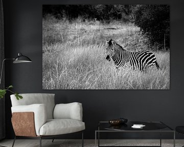 Africa: Grassland Zebra 