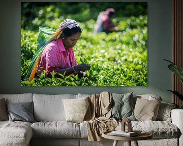 Picking tea in the mountains by Chantal Nederstigt