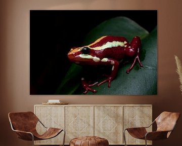 Poison dart frog tricolor macro by Mark Verhagen