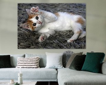 Kitten lief rollend