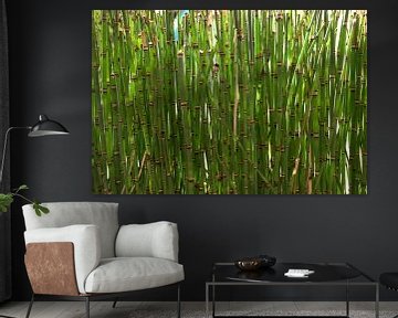 Bambus by Carolina Vergoossen
