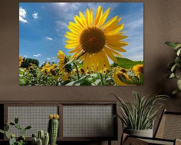 Leuchtend gelbe Sonnenblume in einem Feld mit tiefblauem Himmel von Fotografiecor .nl