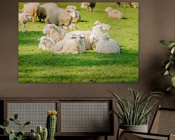 Jong schapen rustend in weiland. van Fotografiecor .nl
