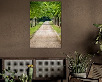 Lane with green trees along the footpath in park at sunny day by Fotografiecor .nl