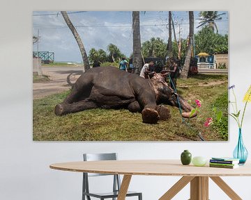 olifant, Sri Lanka. van Rony Coevoet
