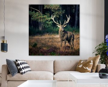 Red deer in the rut by Evert Jan Kip