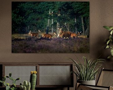 Edelhert met z'n roedel in de bronsttijd van Evert Jan Kip