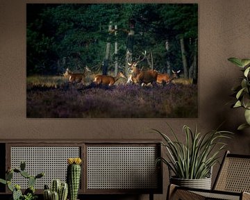 Red deer with its pack in the rut by Evert Jan Kip