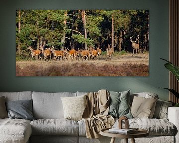 A red deer with its pack of hinds in the rutting season by Evert Jan Kip