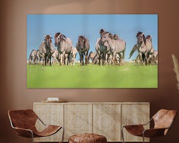 Wilde konik paarde kudde sur Elles Rijsdijk