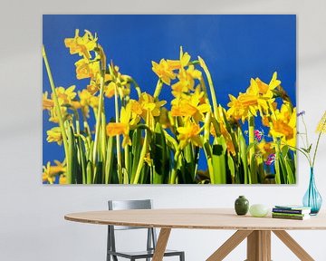 Yellow daffodils by Jan van Broekhoven