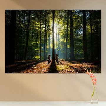 Standing tall - Border Collies in het bos