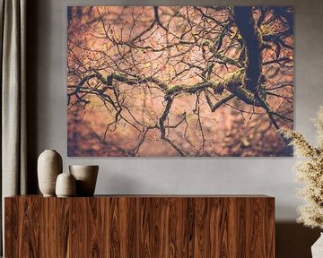 Tree branches or twigs in autumn by Fotografiecor .nl