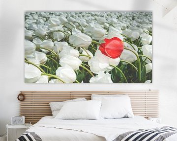 Veld met witte tulpen en een rode tulp van Fotografiecor .nl
