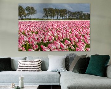 Des champs pleins de belles tulipes hollandaises dans le polder