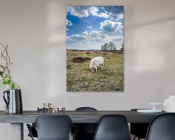 Moutons dans un paysage de bruyère hollandaise sur Fotografiecor .nl