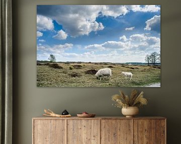 Moutons au pâturage dans le paysage néerlandais sur Fotografiecor .nl