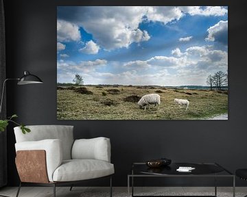Grazende schapen in Nederlands landschap