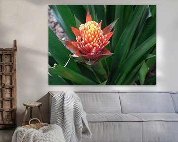 Bromelia huis kamerplant