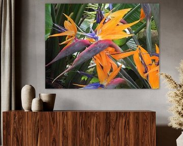 Bird of paradise flower Paradise plant by Ingrid Van Maurik