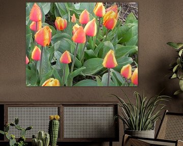 Hollandse tulpen in een bloembollenveld van Ingrid Van Maurik