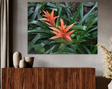 Bromelia kamerplant by Ingrid Van Maurik