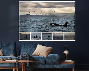 Orca Collage by Stephan Smit