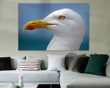 seagull bird by Niels  de Vries