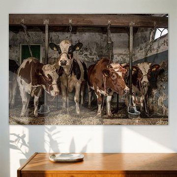 Koeien in oude koeienstal van Inge Jansen