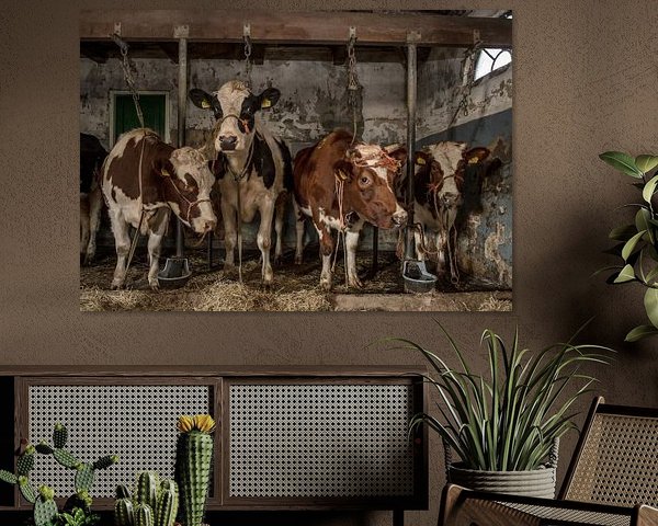 Dutch cows in an old barn