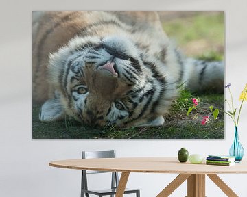 Siberische tijger onderste boven van Renate Peppenster