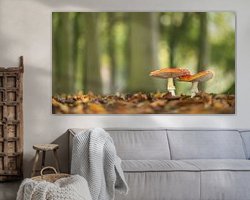 Aperçu de la chambre