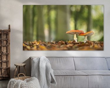 Aperçu de la chambre