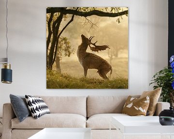 Fallow deer sur Menno Schaefer