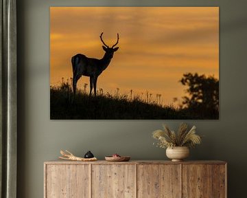 Fallow deer von Menno Schaefer