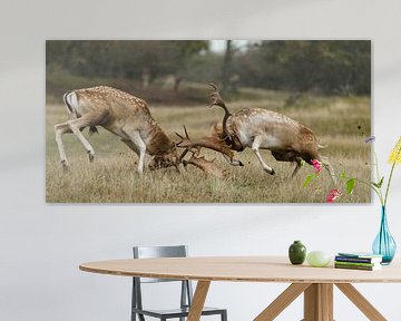 Fallow deer fight  von Menno Schaefer