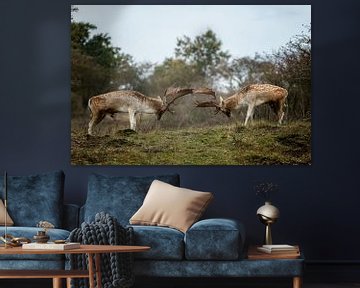 Fallow deer fight  von Menno Schaefer