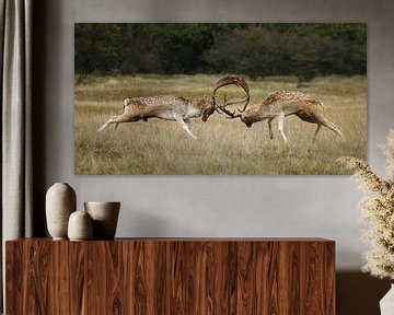 Fallow deer fight  von Menno Schaefer