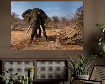 Elephant with big tuskers by Caroline Piek