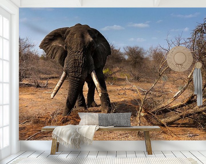 Impression: Elephant with big tuskers sur Caroline Piek