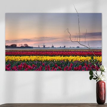 Tulipes au lever du soleil sur John Leeninga