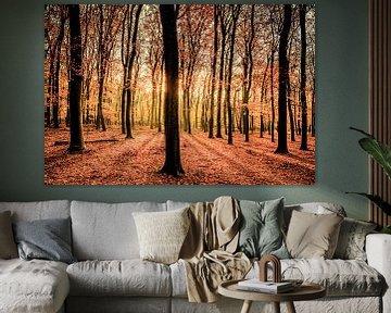 Lumière du soleil dans la forêt sur Sjoerd van der Wal Photographie