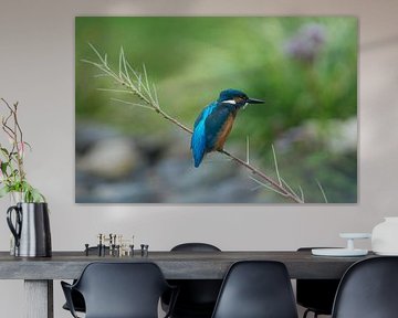 IJsvogel